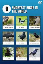 Smartest Bird: Top 10 Most Intelligent Species in the World