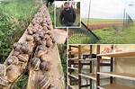 Snails Net Worth