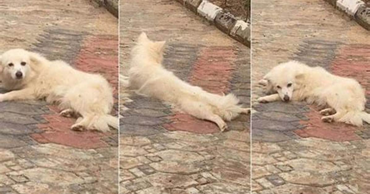 "Stop Spreading Your Legs": Nigerian Man Blows Hot, Warns Female Dog in Hilarious Video