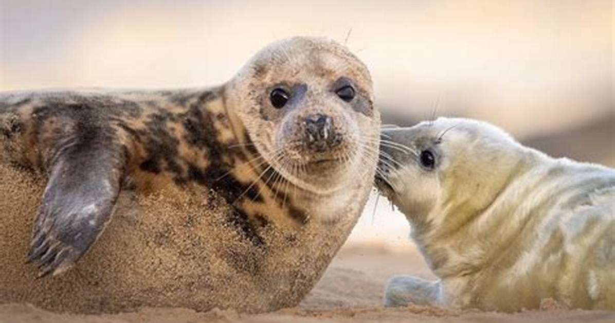 These Clues Basically Confirm That Seal Is the Leopard on 'The Masked Singer'