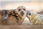 These Clues Basically Confirm That Seal Is the Leopard on 'The Masked Singer'
