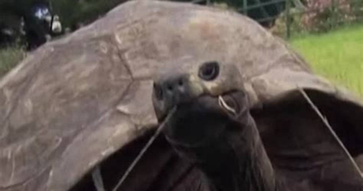 This Tortoise on Tiktok Only Attracts Black Shoes – Why?