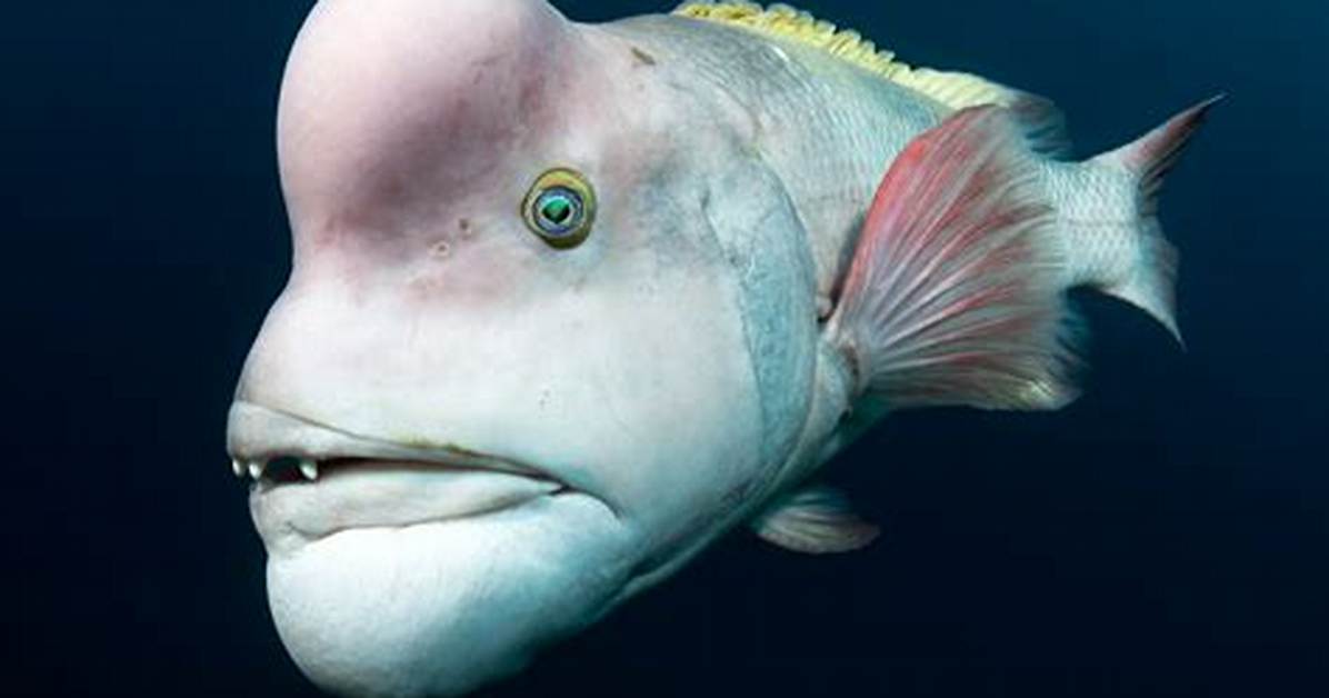 Top 10 Ugly Fish: the Weirdest-Looking Sea Creatures in the World