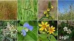 Top 20 Common Weeds in Nigeria Every Citizen Should Know