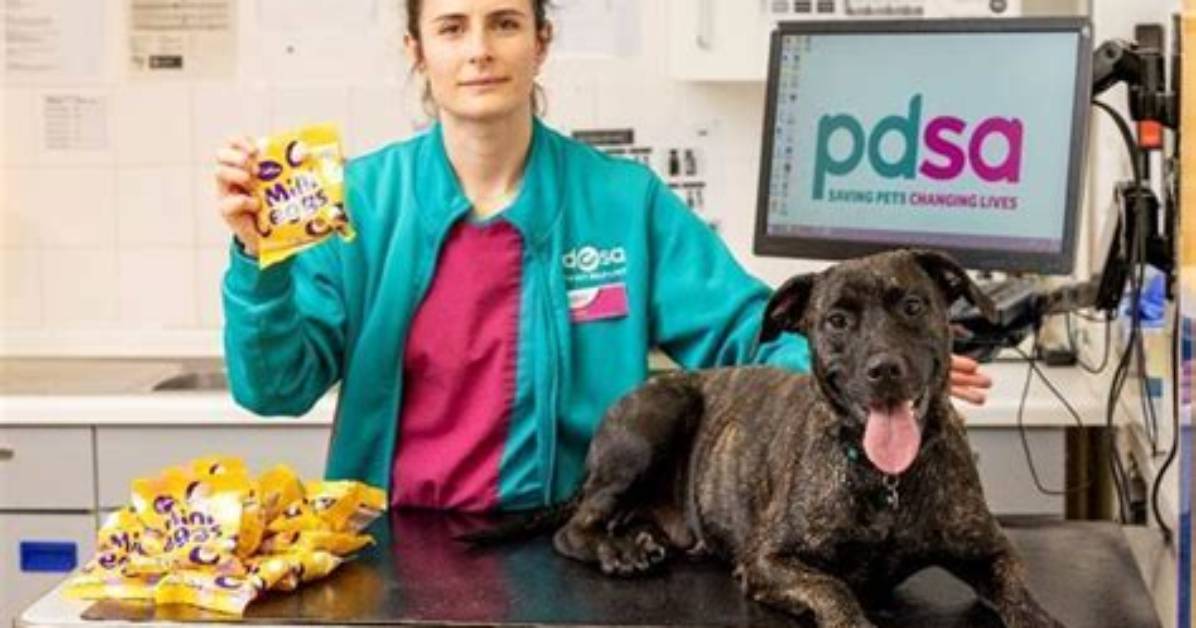 Vet Gives Warning After Dog's Paw Pads Burn off from Hot Pavement