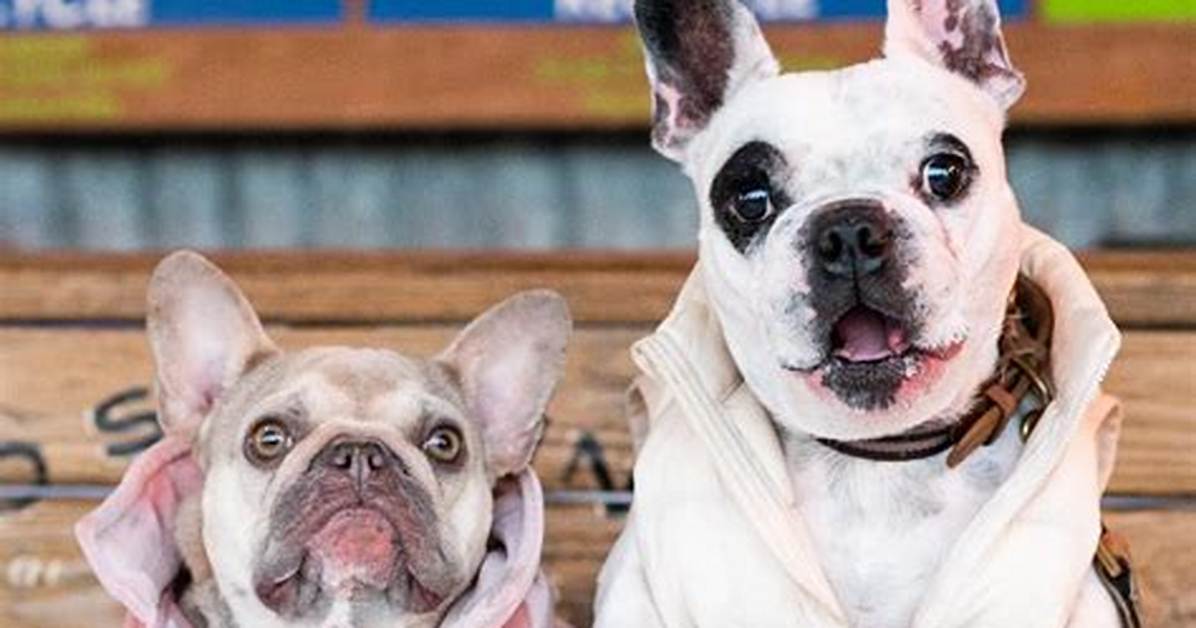 Walter Geoffrey the Frenchie