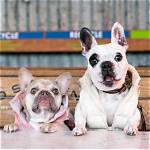 Walter Geoffrey the Frenchie