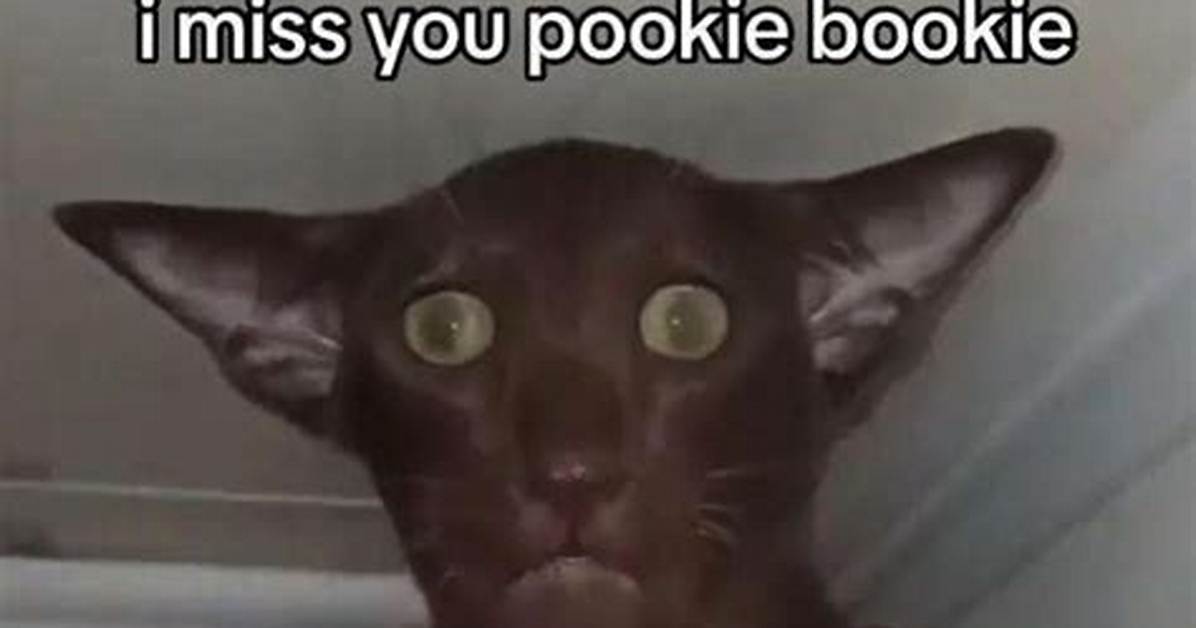 What Does Pookie Mean on Tiktok? Why People Are Using It