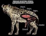 What Is a Female Hyena Called? - You'll Be Surprised!