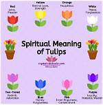 What's the Meaning of Tulips in 'Bridgerton'? the Flower Holds Special Symbolism
