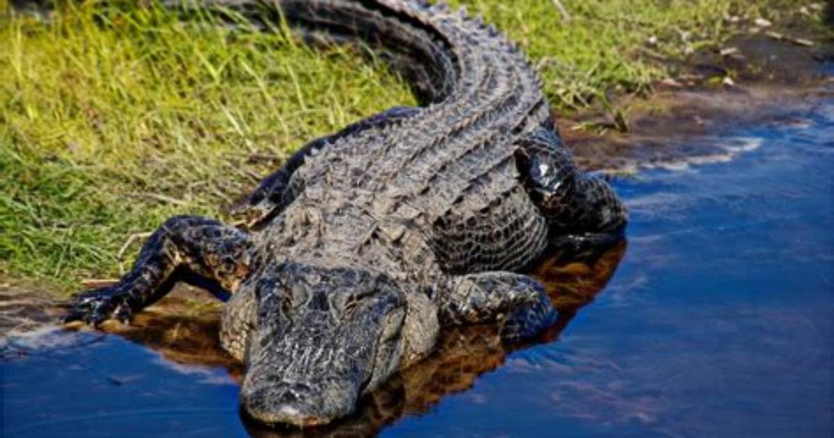 What You Need to Know About Alligator Hunter Willie Edwards from 'Swamp People'