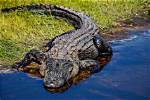 What You Need to Know About Alligator Hunter Willie Edwards from 'Swamp People'