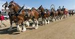 Where Do the Budweiser Clydesdales Live When They Aren't Making Beer Commercials?