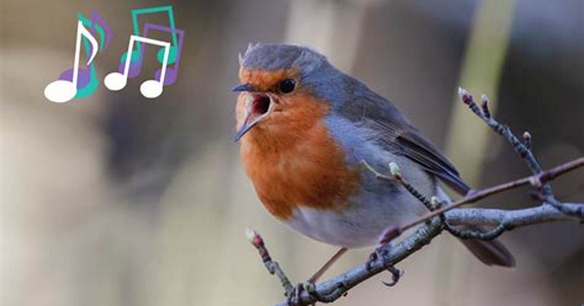 Why Do Birds Sing So Incredibly Loud in the Early Hours of the Morning?
