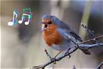 Why Do Birds Sing So Incredibly Loud in the Early Hours of the Morning?