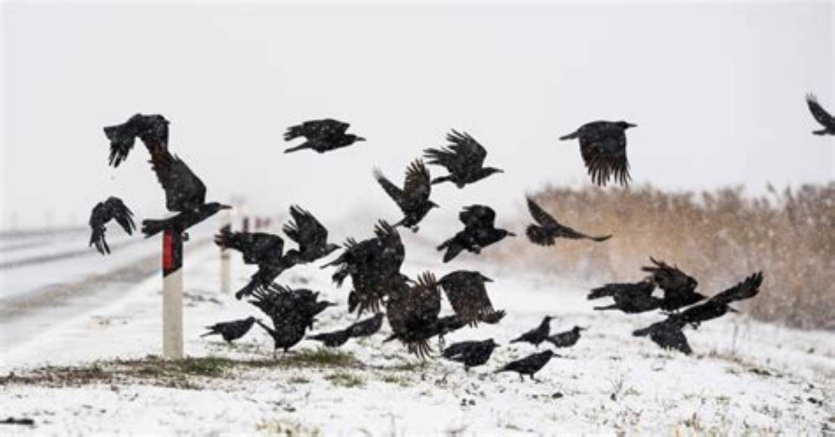 Woman Says Crow Attack Warned Her About Co-Worker's Death